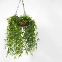 Hanging Plant Hanging Plant