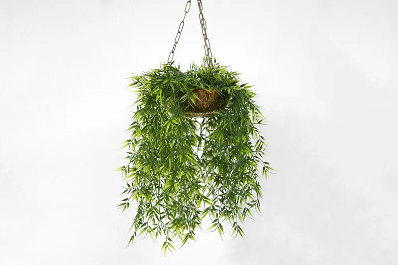 Hanging Plant Hanging Plant