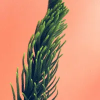 Fern Blechnum Gibbum Fern Blechnum Gibbum