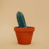 Spiky Cactus Spiky Cactus