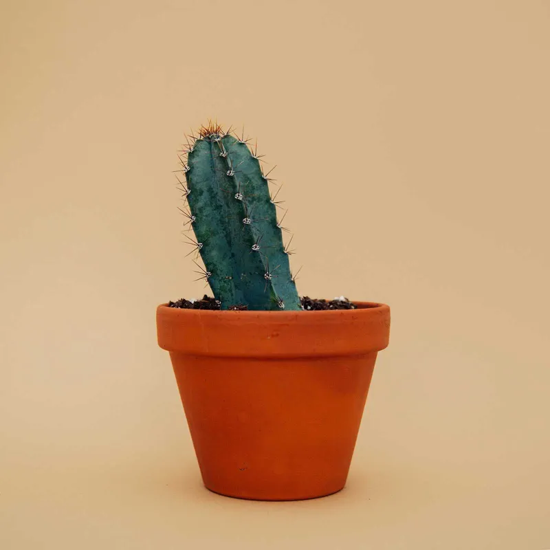 Spiky Cactus Spiky Cactus