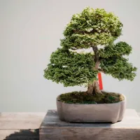 Bonsai Tree Bonsai Tree