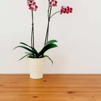 Orchid Orchid